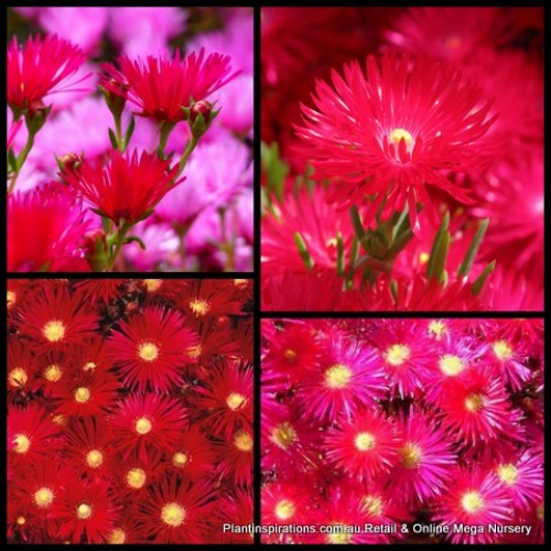 Pigface Deep Red x 1 Succulents Groundcover Plants Flowering Hanging Baskets Rockery Pots Hardy Drought Frost Mesembryanthemum crystallinum